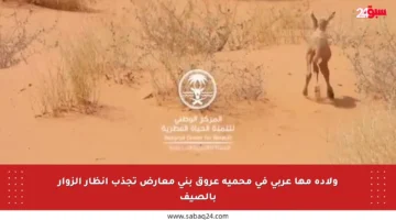 ولادة مها عربي في محمية عروق بني معارض تجذب أنظار الزوار بالصيف